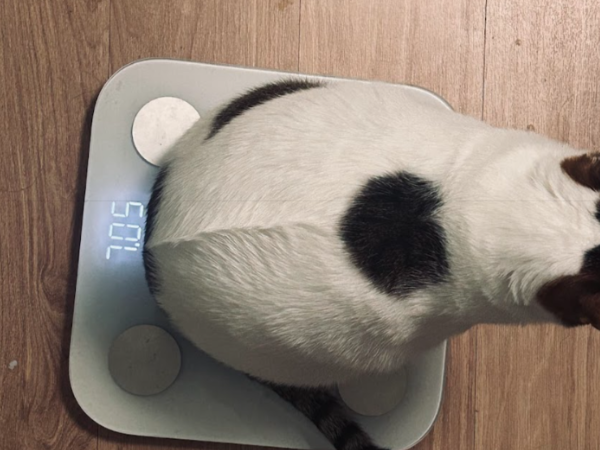 ▲7公斤萌貓主動踏上體重機 圓滾滾背影像足球惹網笑:有需要量嗎。(圖/大珊@shanshanchen_1231提供,請勿隨意翻拍,以免侵權。)