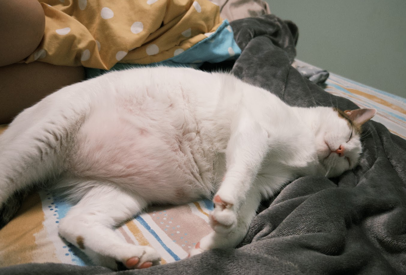 ▲7公斤萌貓主動踏上體重機 圓滾滾背影像足球惹網笑:有需要量嗎。(圖/大珊@shanshanchen_1231提供,請勿隨意翻拍,以免侵權。)