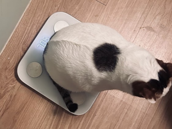 ▲7公斤萌貓主動踏上體重機 圓滾滾背影像足球惹網笑:有需要量嗎。(圖/大珊@shanshanchen_1231提供,請勿隨意翻拍,以免侵權。)