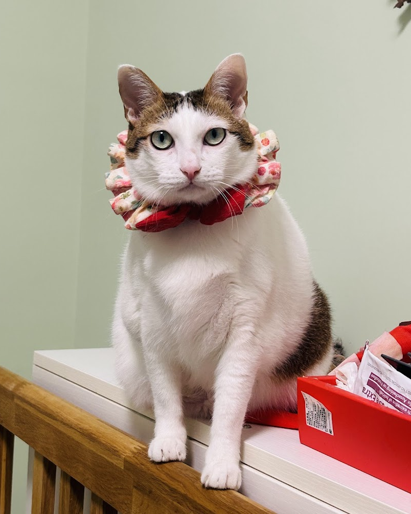 ▲7公斤萌貓主動踏上體重機 圓滾滾背影像足球惹網笑:有需要量嗎。(圖/大珊@shanshanchen_1231提供,請勿隨意翻拍,以免侵權。)