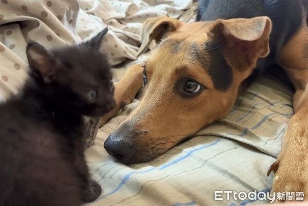 ▲。(圖/Threads@pmht03__提供,請勿隨意翻拍,以免侵權。)