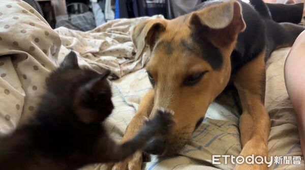 ▲。(圖/Threads@pmht03__提供,請勿隨意翻拍,以免侵權。)