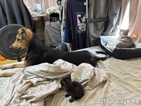 ▲。(圖/Threads@pmht03__提供,請勿隨意翻拍,以免侵權。)