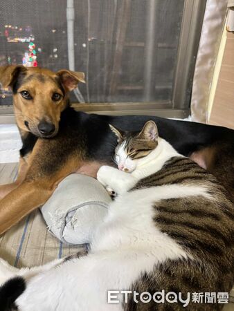 ▲。(圖/Threads@pmht03__提供,請勿隨意翻拍,以免侵權。)