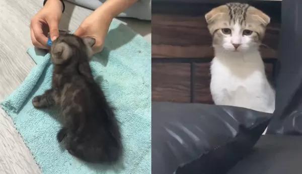 女帶新小貓回家 家中寵物貓「耳朵垂垂」超哀怨:有我不夠嗎。(圖/翻攝自TikTok/heyzandy)