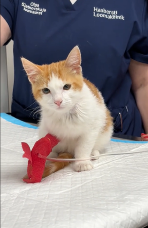 小貓打趴7名獸醫。(圖/翻攝自IG@haabersti_loomakliinik)