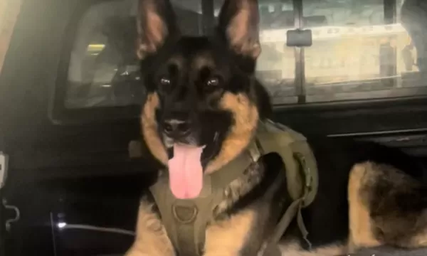 愛犬和車一起被偷 男苦尋7天只找回「冰冷屍體」心碎:非常想牠。(圖/翻攝自Facebook/ARNIE LOST DOG QLD)