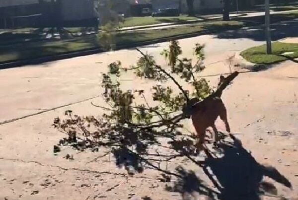 ▲。(圖/翻攝自TikTok/@shipleythegolden)