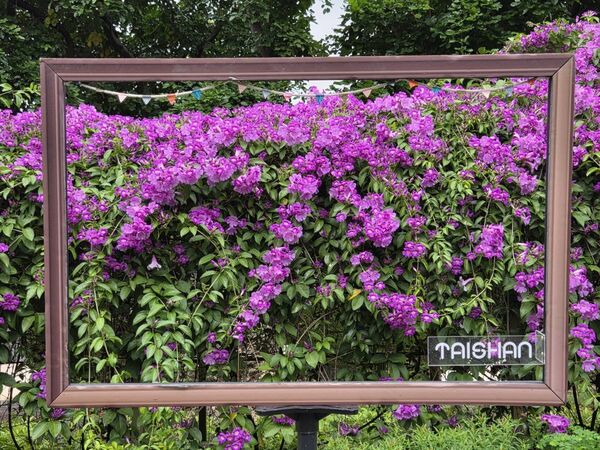 ▲泰山區楓樹河濱公園「蒜香藤」近200公尺長,目前花況約五成、估本周末最美。(圖/翻攝自賞花快報)