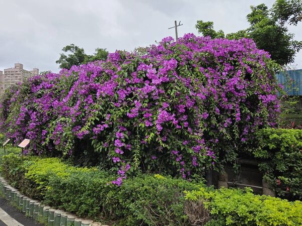 ▲泰山區楓樹河濱公園「蒜香藤」近200公尺長,目前花況約五成、估本周末最美。(圖/翻攝自賞花快報)