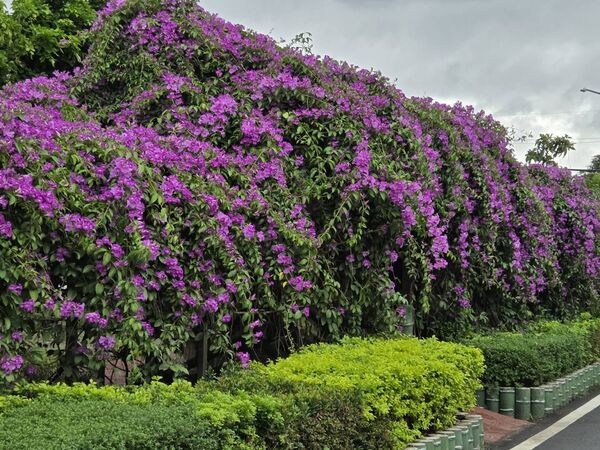 ▲泰山區楓樹河濱公園「蒜香藤」近200公尺長,目前花況約五成、估本周末最美。(圖/翻攝自賞花快報)