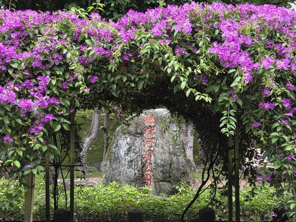 ▲泰山區楓樹河濱公園「蒜香藤」近200公尺長,目前花況約五成、估本周末最美。(圖/翻攝自賞花快報)