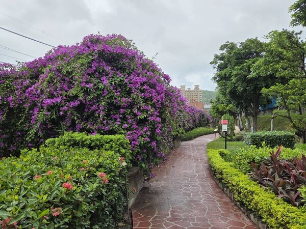 ▲泰山區楓樹河濱公園「蒜香藤」近200公尺長,目前花況約五成、估本周末最美。(圖/翻攝自賞花快報)