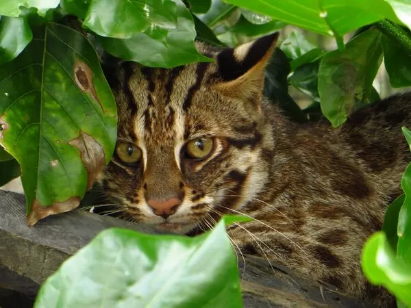 ▲▼石虎是典型里山動物,目前全臺僅苗栗、臺中與南投有穩定的族群(圖片/台灣石虎保育協會余建勳提供)