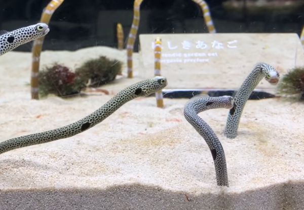 花園鰻吵架。(圖/翻攝自京都水族館)