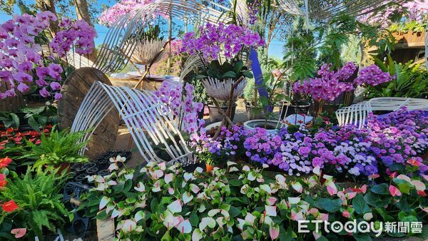 ▲2025埔里花卉展暨南投花卉嘉年華11月22日登場。(圖/埔里鎮公所提供)