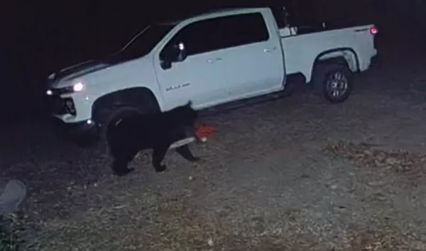 新買電鋸突然消失 男查看監視器發現「被熊叼走」嚇:不是AI。(圖/翻攝自X)