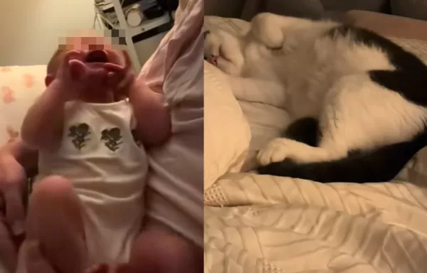家中新生兒一哭 貓媽「母性大爆發」一動作被讚:最強貓保母。(圖/翻攝自TikTok/winterbaby4200)