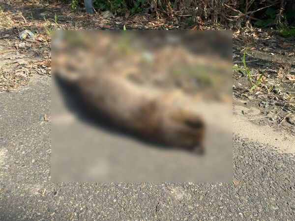 ▲石虎遭路殺。(圖/民眾提供)