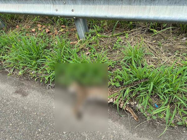 ▲石虎遭路殺。(圖/民眾提供)