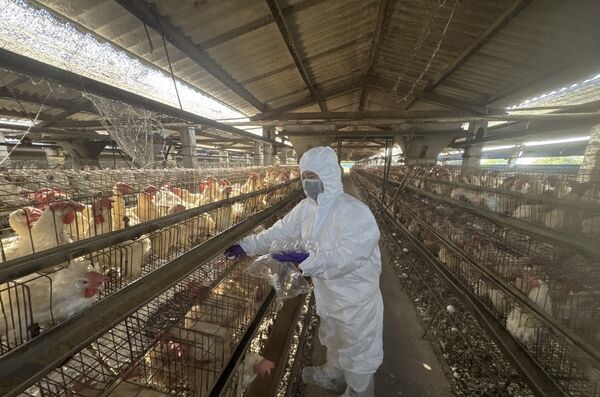 ▲彰化縣針對13場高風險蛋雞畜牧場抽驗。(圖/彰化縣政府提供)