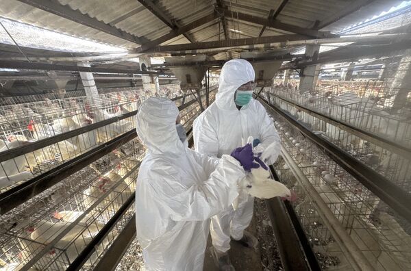 ▲彰化縣針對13場高風險蛋雞畜牧場抽驗。(圖/彰化縣政府提供)