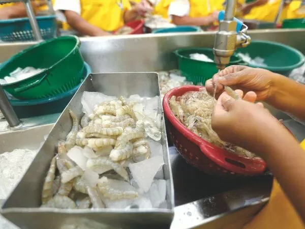 宏都拉斯自2023年3月與台灣斷交,面臨白蝦滯銷窘境。(翻攝自laprensa.hn)