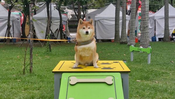 ▲新北毛寶貝耶誕趴11/29開跑。(圖/新北市動保處提供)