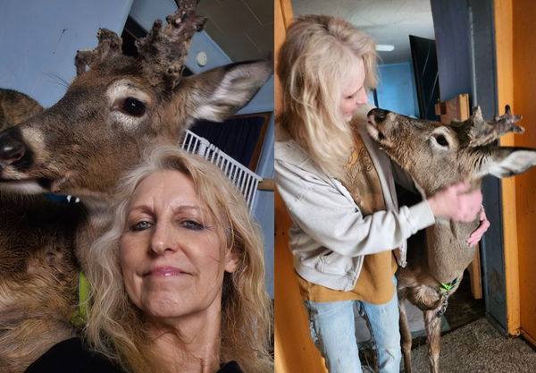 12年前救喪母小鹿逃安樂死 女在家突然遭「救援雄鹿暴走奪命」。(圖/翻攝自Facebook)