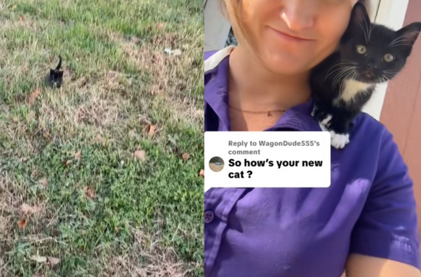 愛貓祖母剛過世 女回家路上遇「賓士貓求收編」:阿嬤送的禮物。(圖/翻攝自TikTok/shelby.rice8)