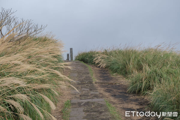 ▲陽明山冷水坑芒草、冷擎步道落羽松,菁山吊橋落羽松,七星主峰-東峰步道。(圖/記者彭懷玉攝)