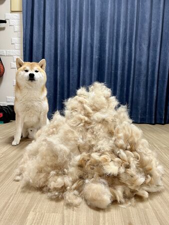 ▲。(圖/翻攝自X/@Shibamugi28)