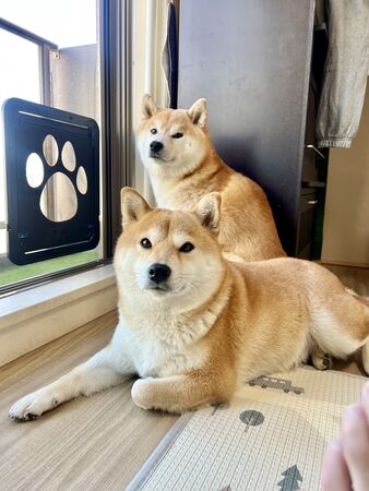 ▲。(圖/翻攝自X/@Shibamugi28)