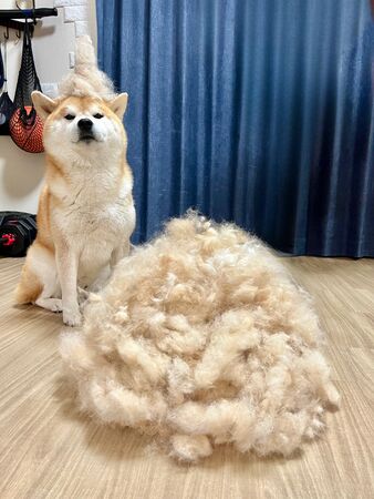 ▲。(圖/翻攝自X/@Shibamugi28)