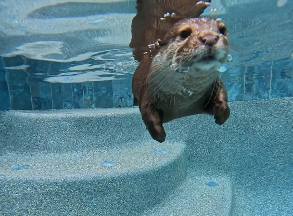 搜救水獺。(圖/翻攝自IG@splashsarotter2024)