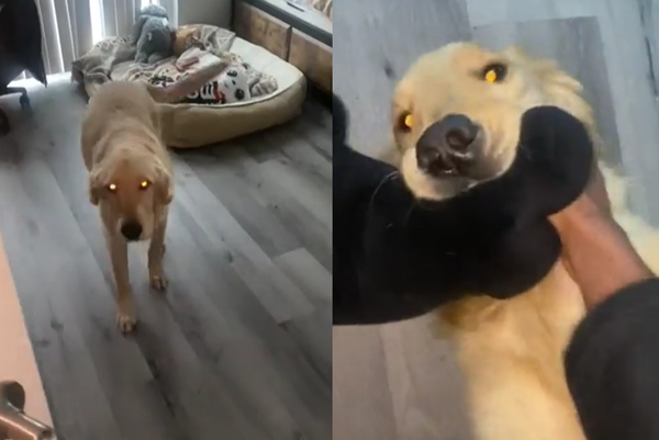 陌生人闖進家!阿金熱情迎接還翻肚討摸 主人傻:看門犬呢?(圖/翻攝自Reddit)