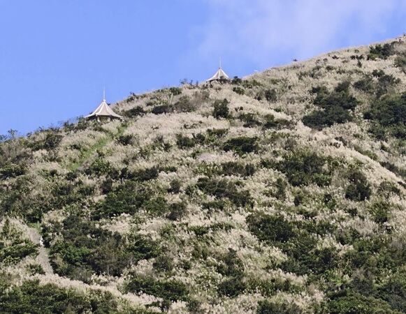 ▲瑞芳區九份山城迎來芒花綻放,預計至明年一月。(圖/新北市觀旅局提供)