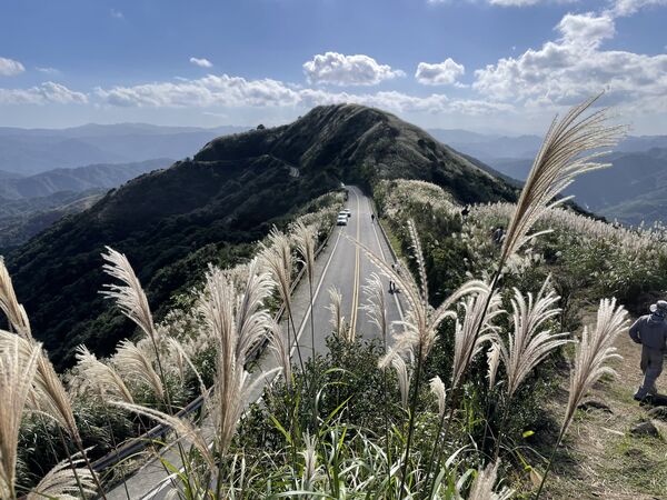 ▲瑞芳區九份山城迎來芒花綻放,預計至明年一月。(圖/新北市觀旅局提供)