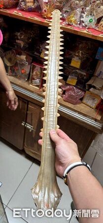 ▲海巡署跨區查緝非法販售鯊魚劍,緝獲7名犯嫌,查扣4支保育類製品。(記者林東良翻攝,下同)