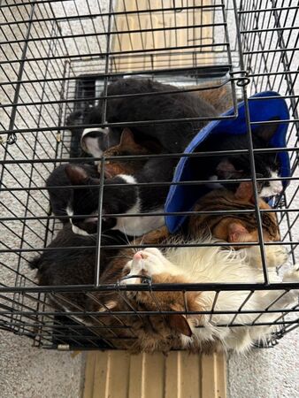 香港消防員救9貓1狗。(圖/翻攝自北義之士、兔兔基地動物救援 Bunny Base Rescue)