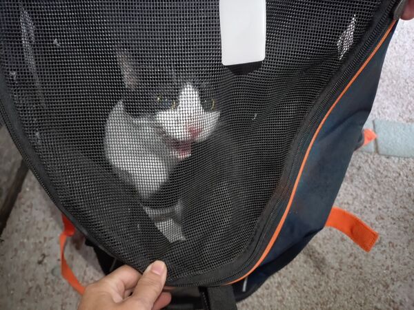 香港消防員救9貓1狗。(圖/翻攝自北義之士、兔兔基地動物救援 Bunny Base Rescue)