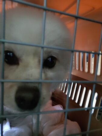 香港消防員救9貓1狗。(圖/翻攝自北義之士、兔兔基地動物救援 Bunny Base Rescue)