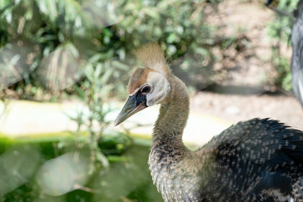 台北市立動物園冠鶴寶寶。(圖/台北市立動物園提供)