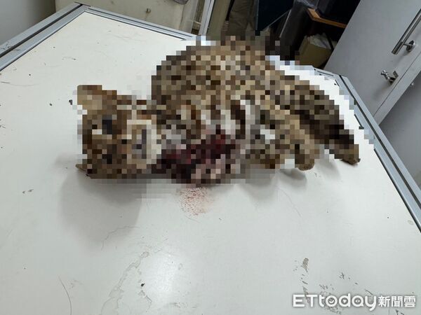▲▼ 。(圖/社團法人新竹縣流浪動物珍愛協會提供)