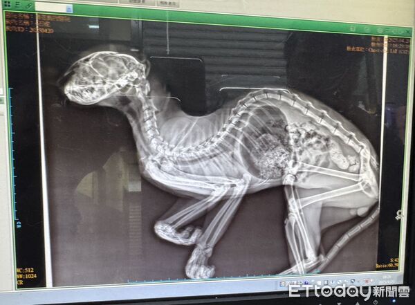 ▲▼ 。(圖/社團法人新竹縣流浪動物珍愛協會提供)