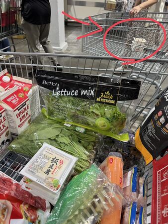 ▲▼ 。(圖/翻攝自FB履行生活 許嘉珊醫師)