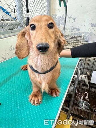 人人犬舍第二批送養會。(圖/苗栗縣動保所提供)