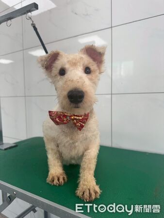 人人犬舍第二批送養會。(圖/苗栗縣動保所提供)