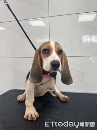 人人犬舍第二批送養會。(圖/苗栗縣動保所提供)