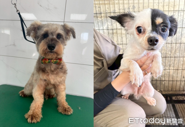 人人犬舍第二批送養會。(圖/苗栗縣動保所提供)